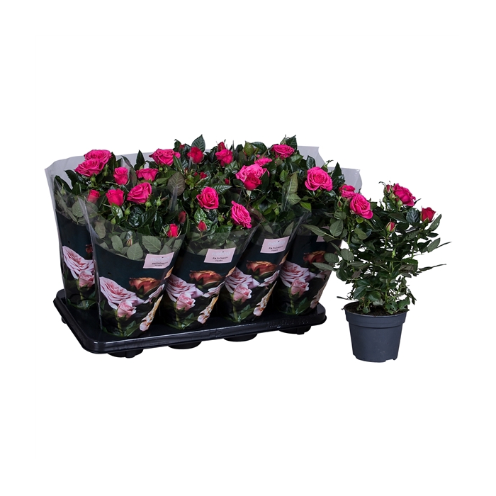 <h4>Nolina Roses Ø 13 cm Deep pink st. 2-3</h4>