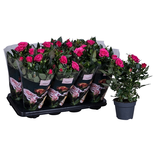 Nolina Roses Ø 13 cm Deep pink st. 2-3