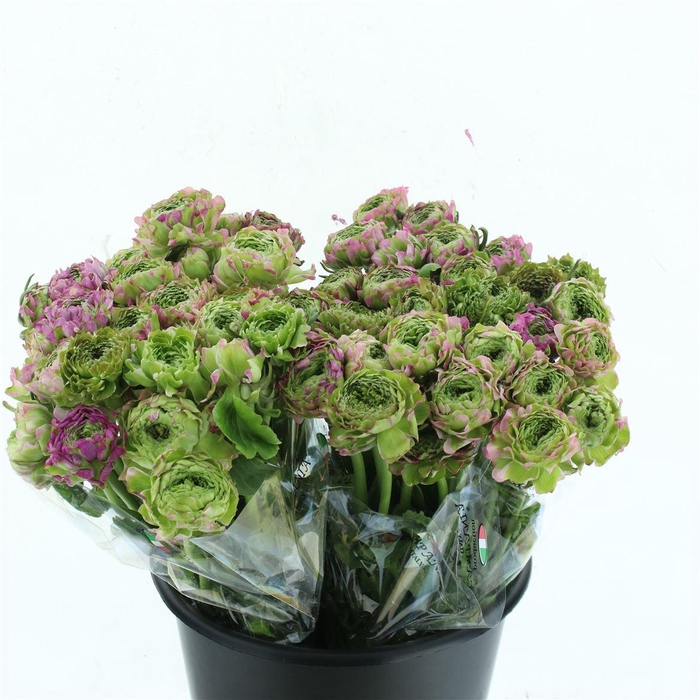 <h4>Ran Ponpon Malva Lila</h4>