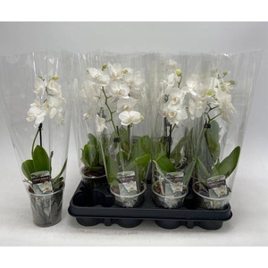 PHAL GEM