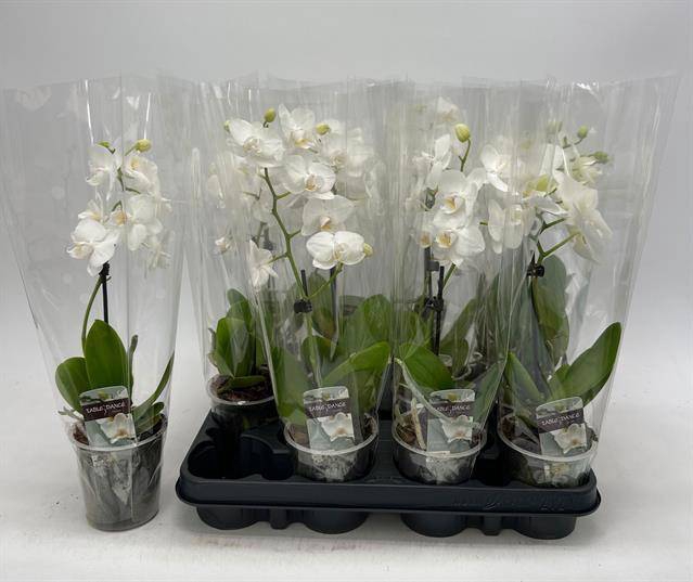 <h4>PHAL GEM</h4>