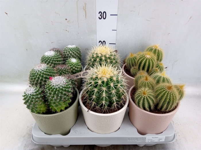 <h4>Cactus   ...mix</h4>