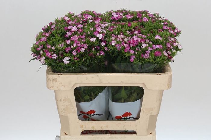 <h4>Dianthus Br Amazon Rose Magic</h4>