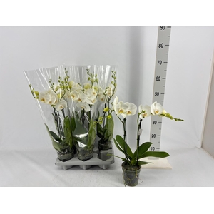 Phalaenopsis overig wit
