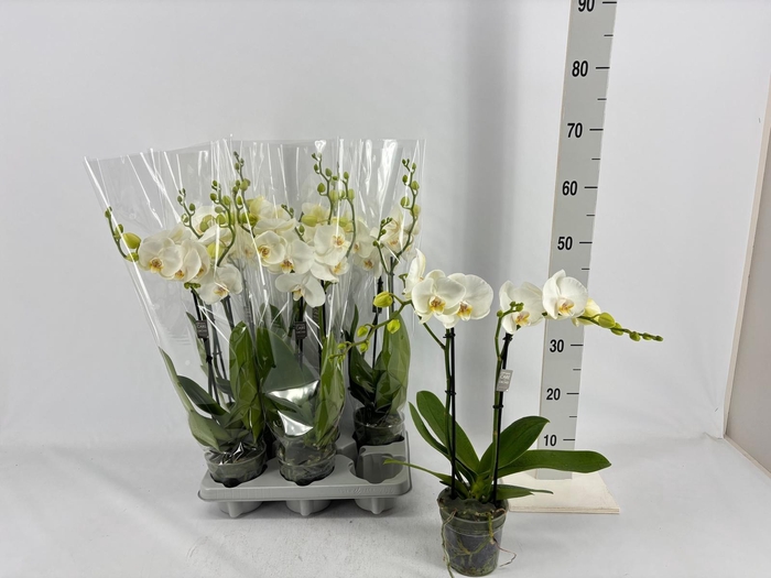 <h4>Phalaenopsis overig wit</h4>