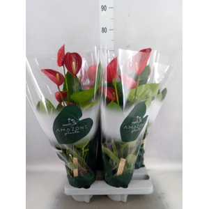 Anthurium andr. 'Melodia'