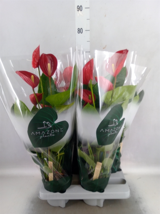 <h4>Anthurium andr. 'Melodia'</h4>