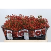 Rozenbottel Autumn Rosefruits