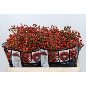 Rozenbottel Autumn Rosefruits