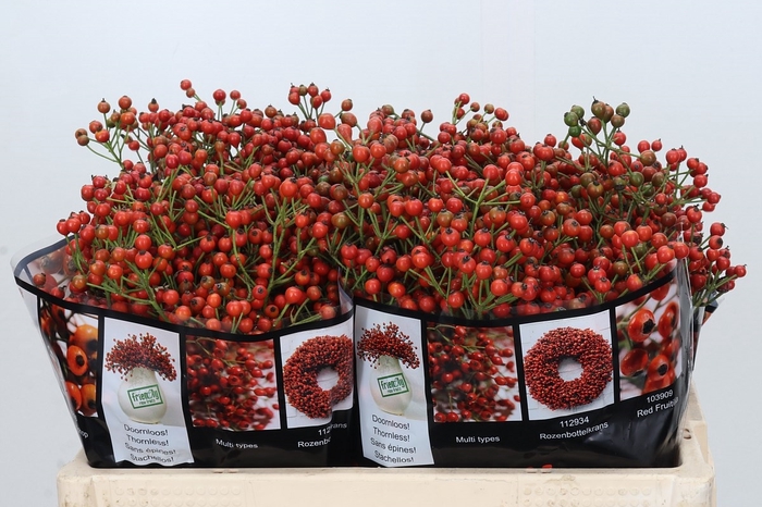 Rozenbottel Autumn Rosefruits