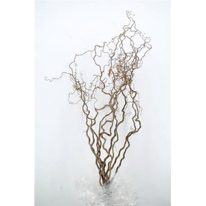 Corylus