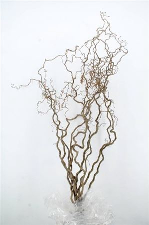 <h4>Corylus</h4>