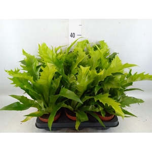 Asplenium antiquum 'Gioia'