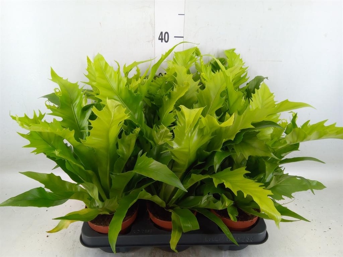 <h4>Asplenium antiquum 'Gioia'</h4>