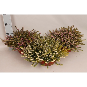 Erica darleyensis divers schaal 23 cm
