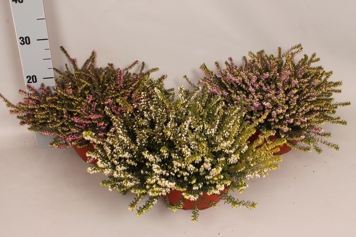 <h4>Erica darleyensis divers schaal 23 cm</h4>