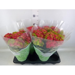 Hydrangea mac. 'Hi Fire'