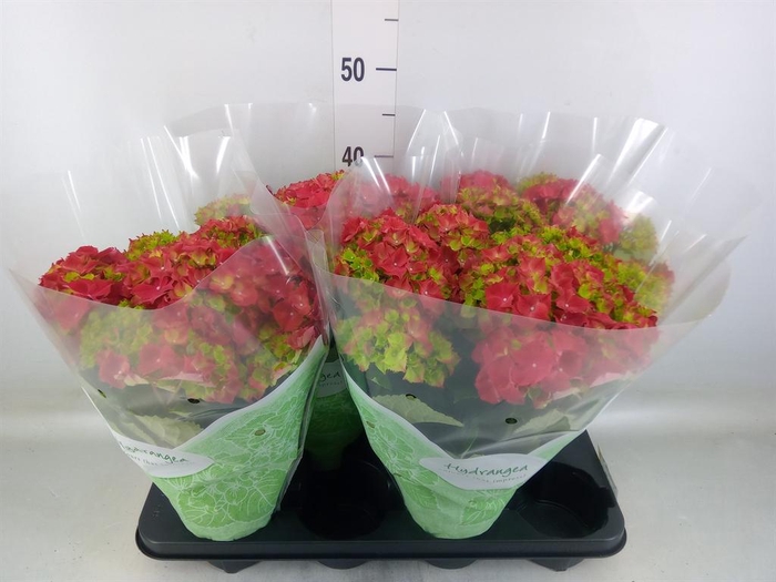 <h4>Hydrangea mac. 'Hi Fire'</h4>
