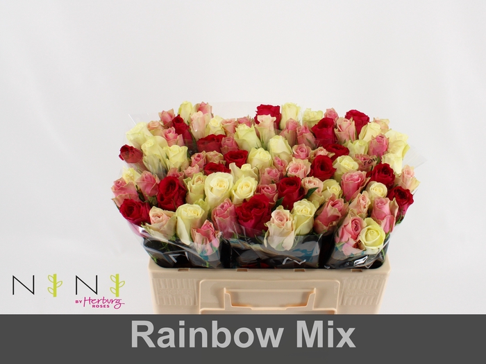 <h4>Rosa la mix rainbow (mixbunch)</h4>