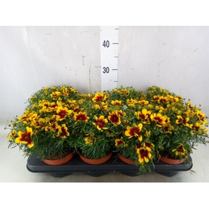 Coreopsis vert. 'Corleone Red'