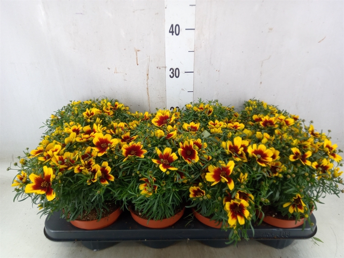 <h4>Coreopsis vert. 'Corleone Red'</h4>
