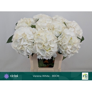 HYDR.WHITE VERENA