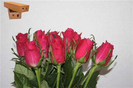 <h4>R Gr Ace Cerise+</h4>