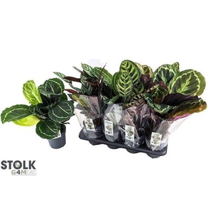 Calathea gemengd 4 soorten