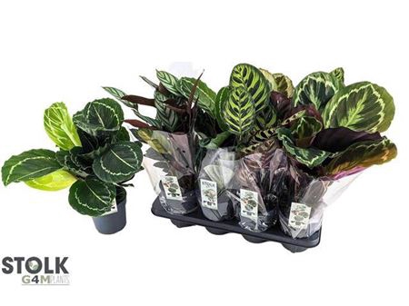 <h4>Calathea gemengd 4 soorten</h4>