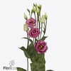 Lisianthus do rosita pink