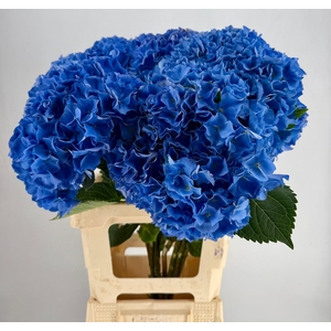 Hydr Macrophylla Blue
