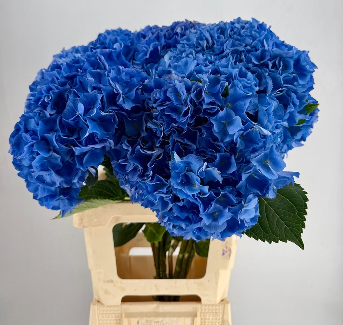 <h4>Hydr Macrophylla Blue</h4>