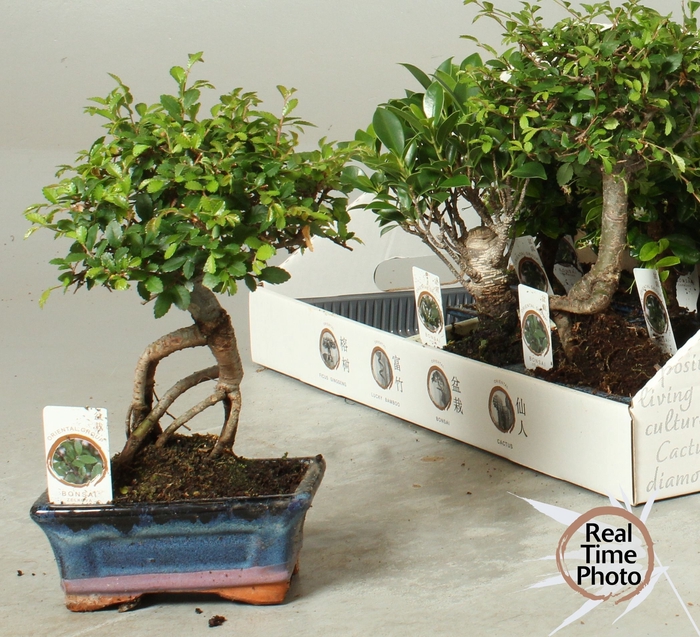 <h4>BONSAI GEM</h4>
