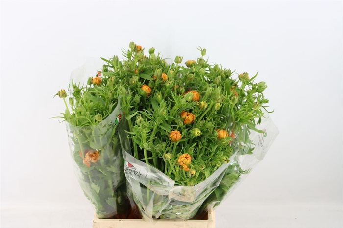 <h4>Ran Moderna Vivaldy</h4>