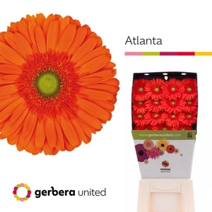 Gerbera diamond peptalk