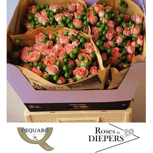 R Tr Femke Diepers