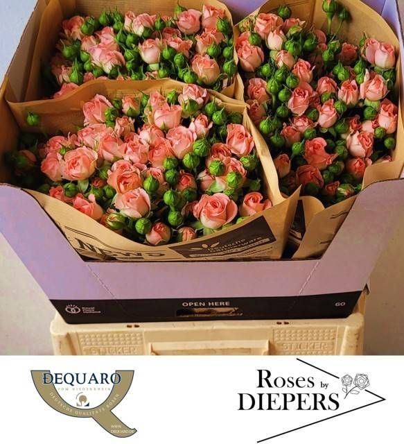 <h4>R Tr Femke Diepers</h4>