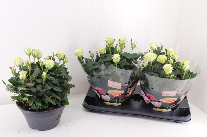 <h4>RO PATHIT MIXK</h4>