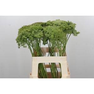 Ammi Visnaga Green Mist