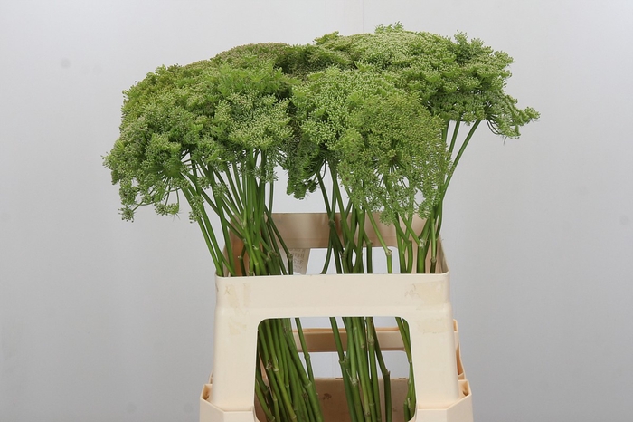 <h4>Ammi Visnaga Green Mist</h4>