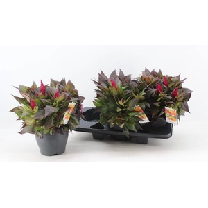 CEL PL KEL FIRE RED
