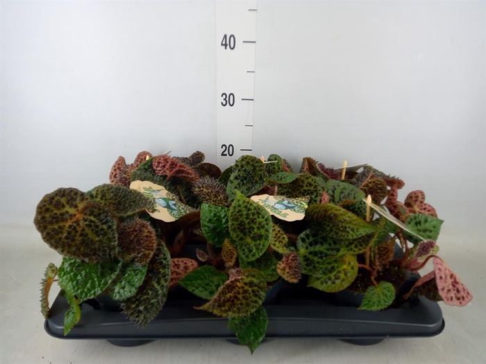 <h4>Begonia BD ferox</h4>