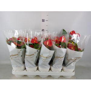 Anthurium andr. 'Red Champion'