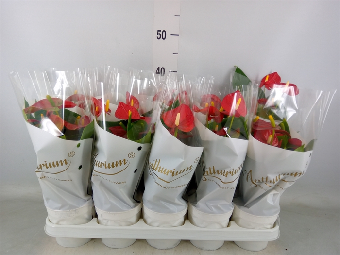 <h4>Anthurium andr. 'Red Champion'</h4>