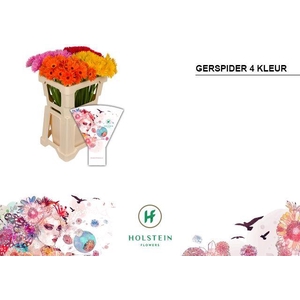 Germini Spider Mix Spider Water