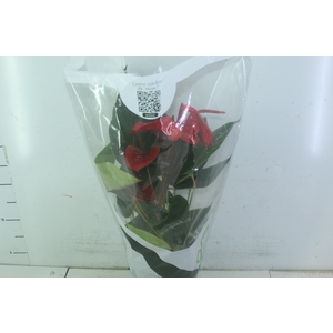 ANTHURIUM VARIADO P17