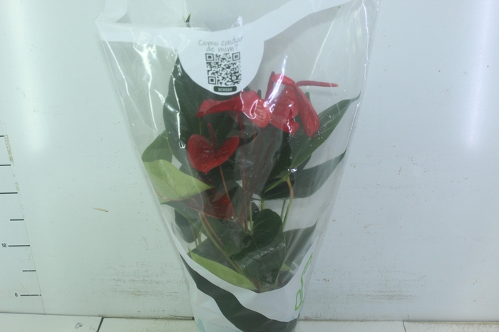 ANTHURIUM VARIADO P17