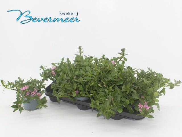 <h4>SCAEV SAPHIRA</h4>