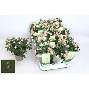 ROSA KORDANA CAROUSEL