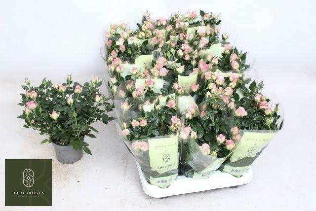 <h4>ROSA KORDANA CAROUSEL</h4>